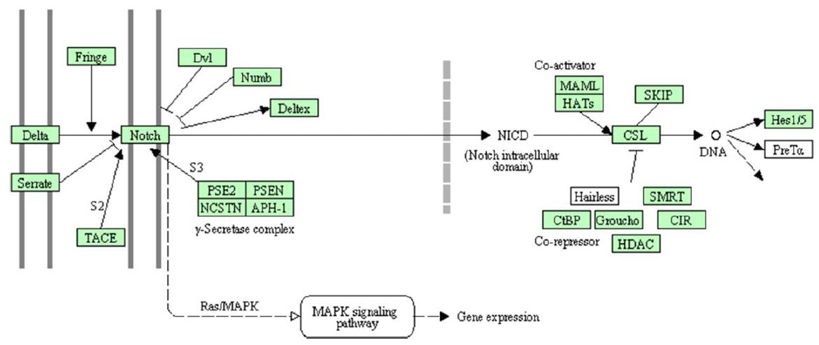 斑馬魚轉錄組測序之Notch信號通路分析圖