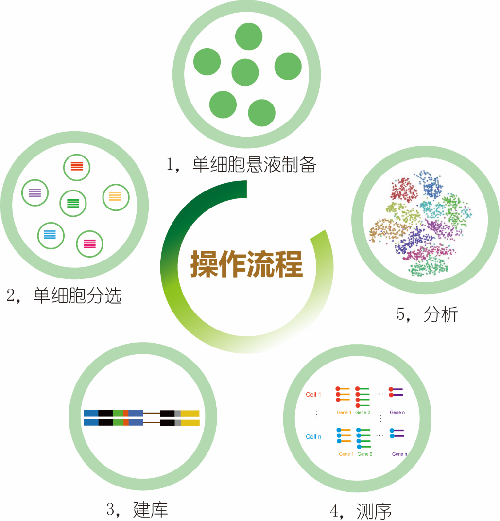 單細胞2.png