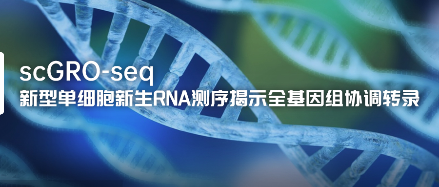 新型單細胞新生RNA測序揭示全基因組協調轉錄-(1).jpg