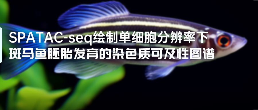 斑馬魚胚胎發育的染色質可及性圖譜-.jpg