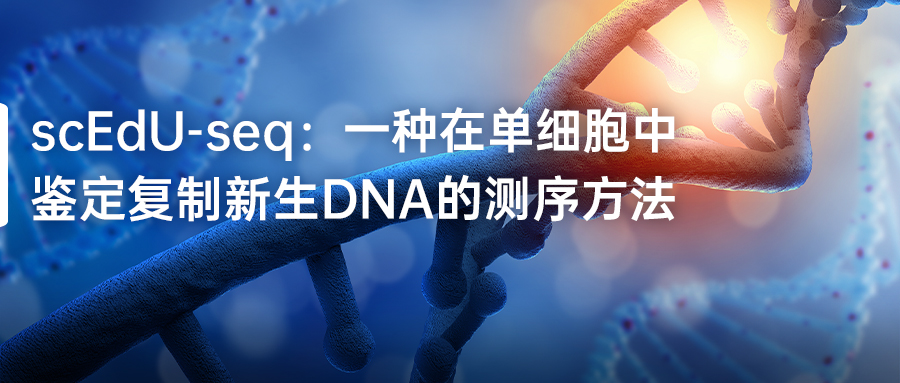 scEdU-seq：一種在單細胞中鑒定復制新生DNA的測序方法-(1).jpg