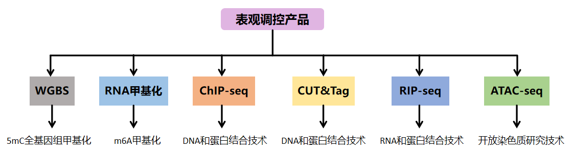 表觀調控產品列表.png